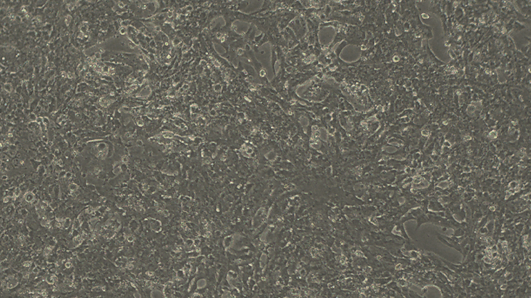 HL-1小鼠心肌細胞（STR鑒定正確）