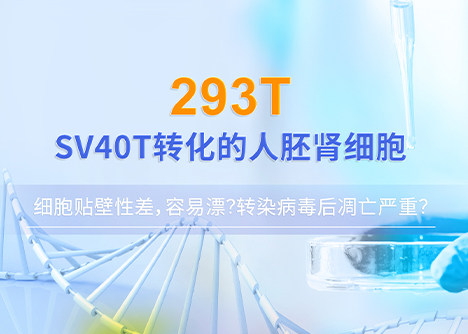 細(xì)胞學(xué)堂|293T細(xì)胞貼壁性差，容易漂？轉(zhuǎn)染病毒后凋亡嚴(yán)重？293T培養(yǎng)訣竅盤點(diǎn)！