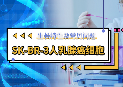 細胞學堂|SK-BR-3人乳腺癌細胞的生長特性及常見問題