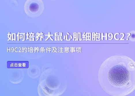 細胞學堂 | 如何培養(yǎng)大鼠心肌細胞H9C2？