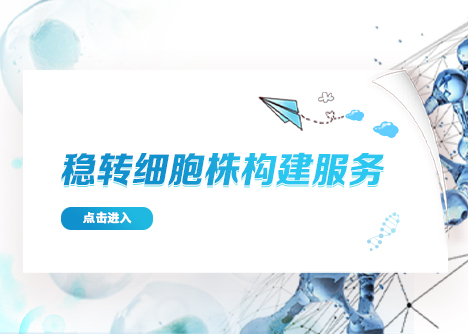 穩(wěn)轉(zhuǎn)細胞株構(gòu)建服務(wù)詳解
