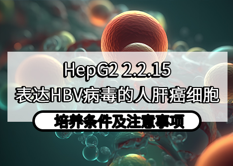 HepG2 2.2.15：表達(dá)HBV病毒的人肝癌細(xì)胞培養(yǎng)條件及注意事項(xiàng)