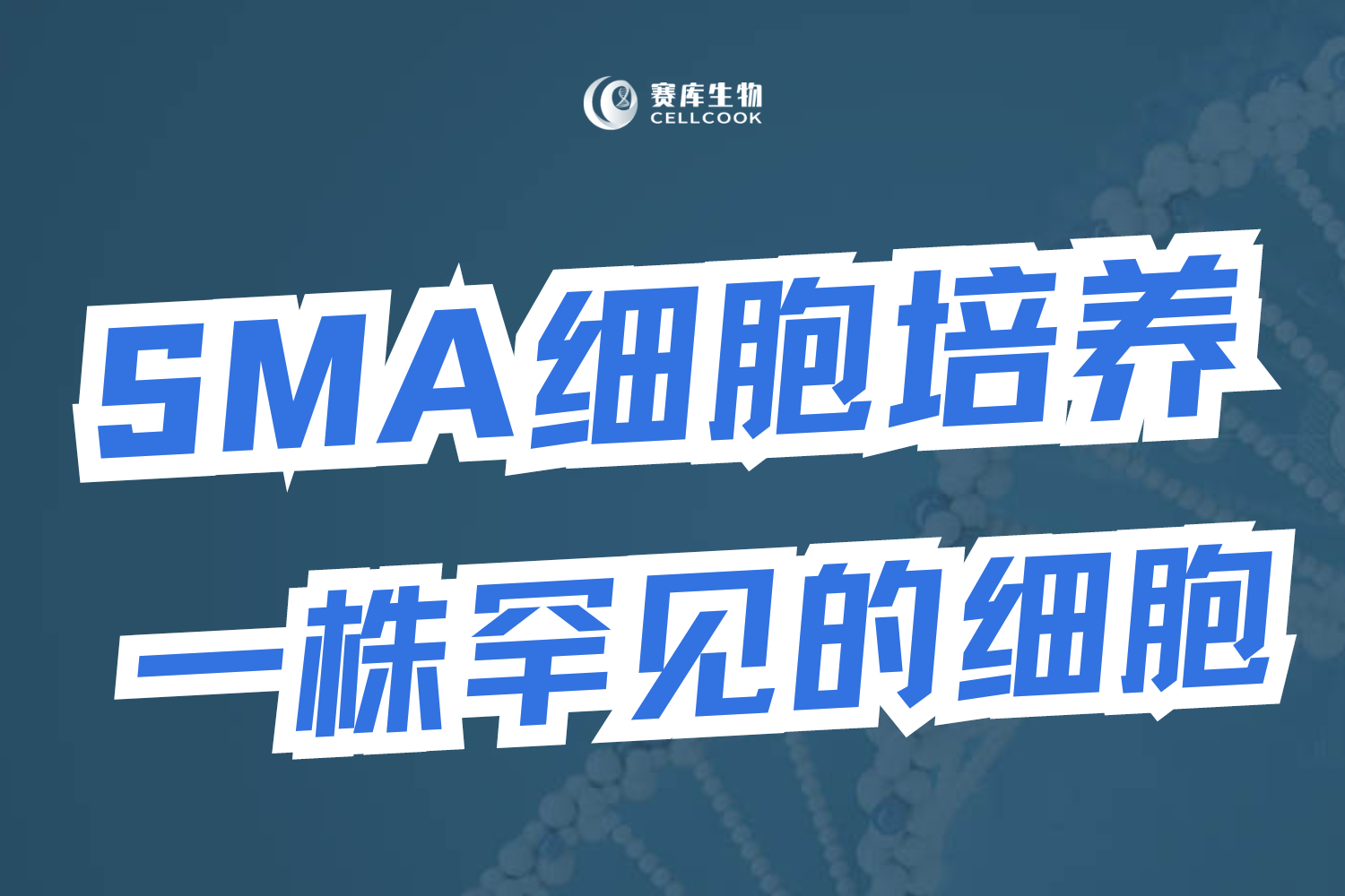 快來(lái)圍觀一株罕見的細(xì)胞，賽庫(kù)特供噢~