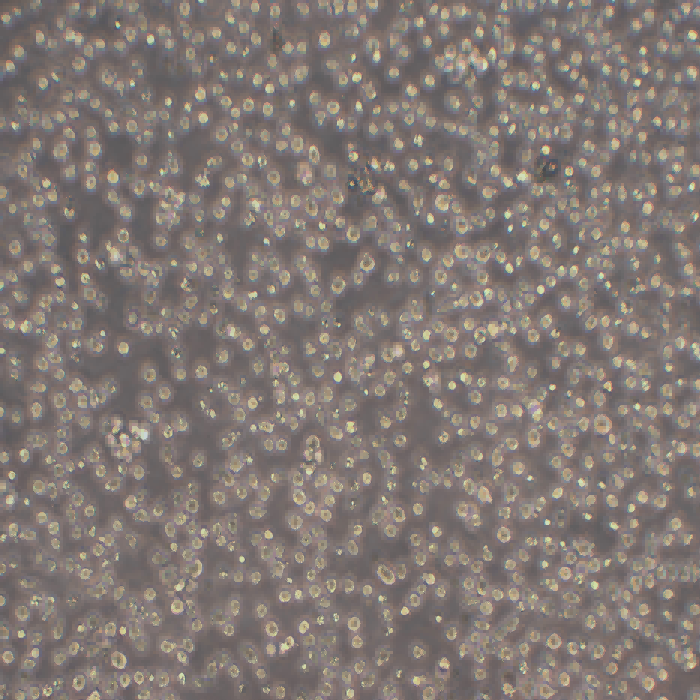 CA46人Burkitt's淋巴瘤細(xì)胞（STR鑒定正確）