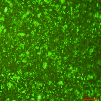 BV2-GFP(STR)示蹤穩(wěn)定細(xì)胞株（STR鑒定正確）