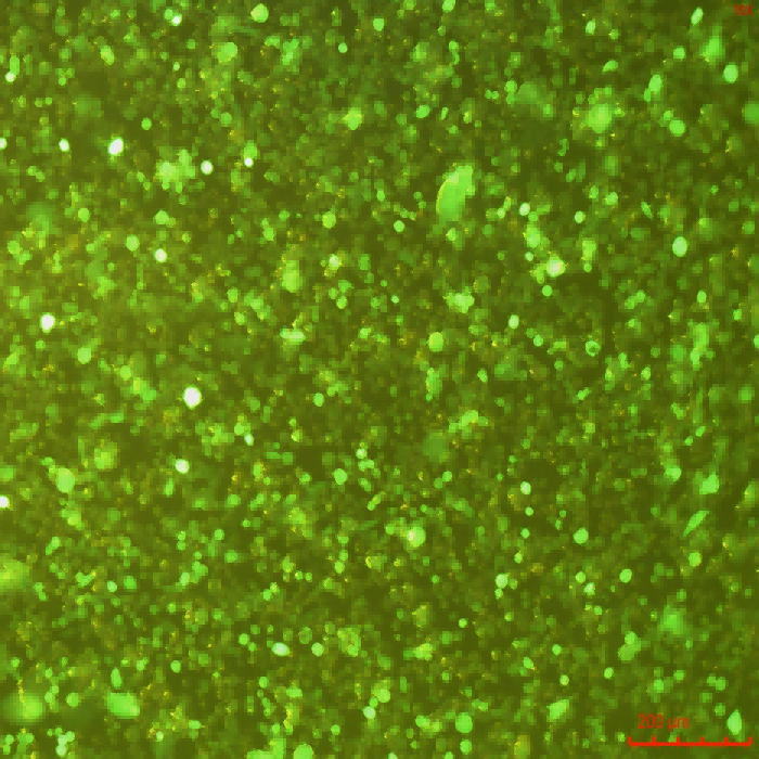LLC-GFP(STR)示蹤穩(wěn)定細(xì)胞株（STR鑒定正確）