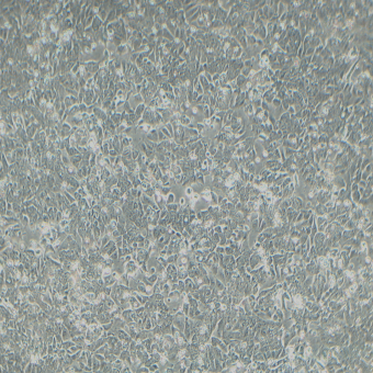 HCT-8人結(jié)直腸腺癌細胞（STR鑒定正確）