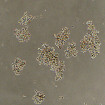 NCI-H524人小細(xì)胞肺癌細(xì)胞（STR鑒定正確）