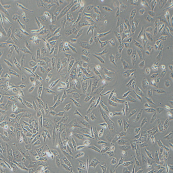 SK-Lu-1人低分化肺腺癌細(xì)胞（STR鑒定正確）