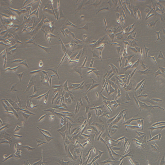 NCI-H596人肺腺鱗癌細(xì)胞（STR鑒定正確）